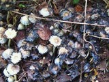 Coprinopsis variegata image