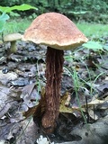Aureoboletus russellii image