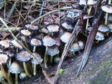 Coprinopsis variegata image