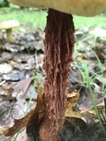 Aureoboletus russellii image
