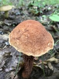 Aureoboletus russellii image