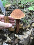 Aureoboletus russellii image