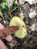 Aureoboletus russellii image