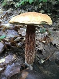 Aureoboletus russellii image