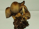Coprinopsis variegata image