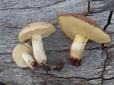 Suillus kaibabensis image