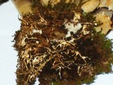 Coprinopsis variegata image