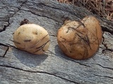 Suillus kaibabensis image