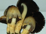 Coprinopsis variegata image
