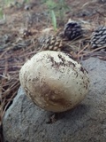 Amanita tlaxcalipanthera image