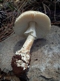 Amanita tlaxcalipanthera image