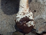 Amanita tlaxcalipanthera image