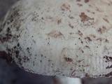 Amanita tlaxcalipanthera image