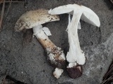 Amanita tlaxcalipanthera image