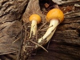 Hygrophorus siccipes image