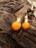 Hygrophorus siccipes image