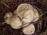 Lyophyllum shimeji image