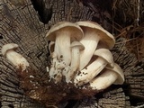 Lyophyllum shimeji image