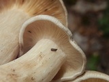 Lyophyllum shimeji image