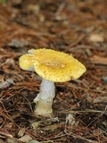 Amanita flavorubens image