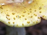 Amanita flavorubens image
