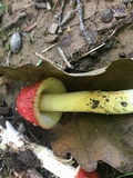 Amanita parcivolvata image