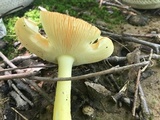 Amanita parcivolvata image