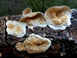 Trametes villosa image