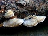 Trametes villosa image