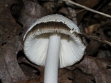 Amanita sect. Vaginatae image