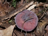 Russula mariae image