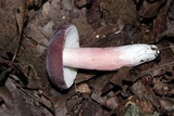Russula mariae image