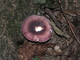 Russula mariae image