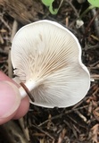 Clitopilus prunulus image
