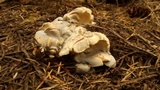Albatrellus flettii image