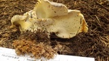 Albatrellus flettii image