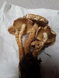 Pholiota squarrosa image