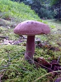 Tylopilus plumbeoviolaceus image