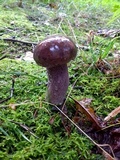 Tylopilus plumbeoviolaceus image