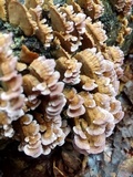 Trichaptum abietinum image