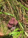 Laccaria amethystina image