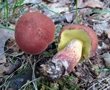 Lanmaoa pseudosensibilis image