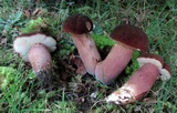 Tylopilus badiceps image