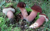 Tylopilus badiceps image