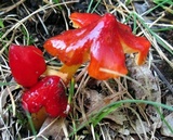 Hygrocybe acutoconica image