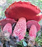 Butyriboletus frostii image