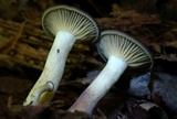 Pseudoarmillariella ectypoides image