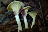 Pseudoarmillariella ectypoides image