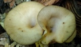 Pseudoarmillariella ectypoides image