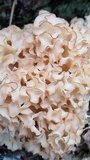 Sparassis americana image